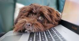 Hunde am Arbeitsplatz - Tipps für den Alltag mit Bürohund