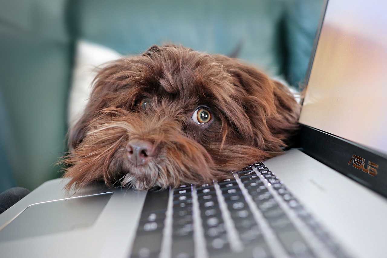 Hunde am Arbeitsplatz - Tipps für den Alltag mit Bürohund